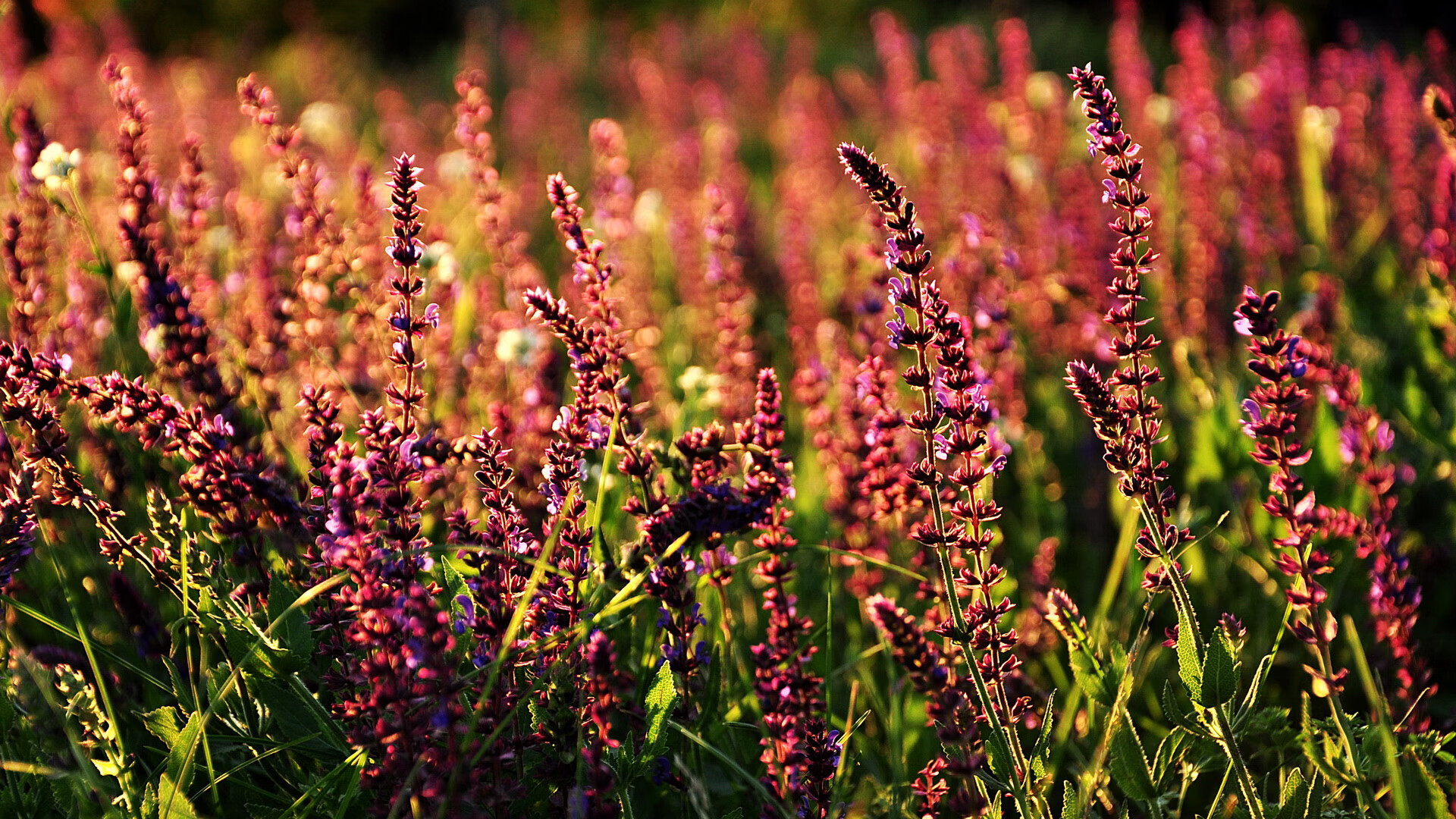 爱游戏中国官方登录入口网站-_魔术在主场爆发，逆转取胜_，魔术出场动作