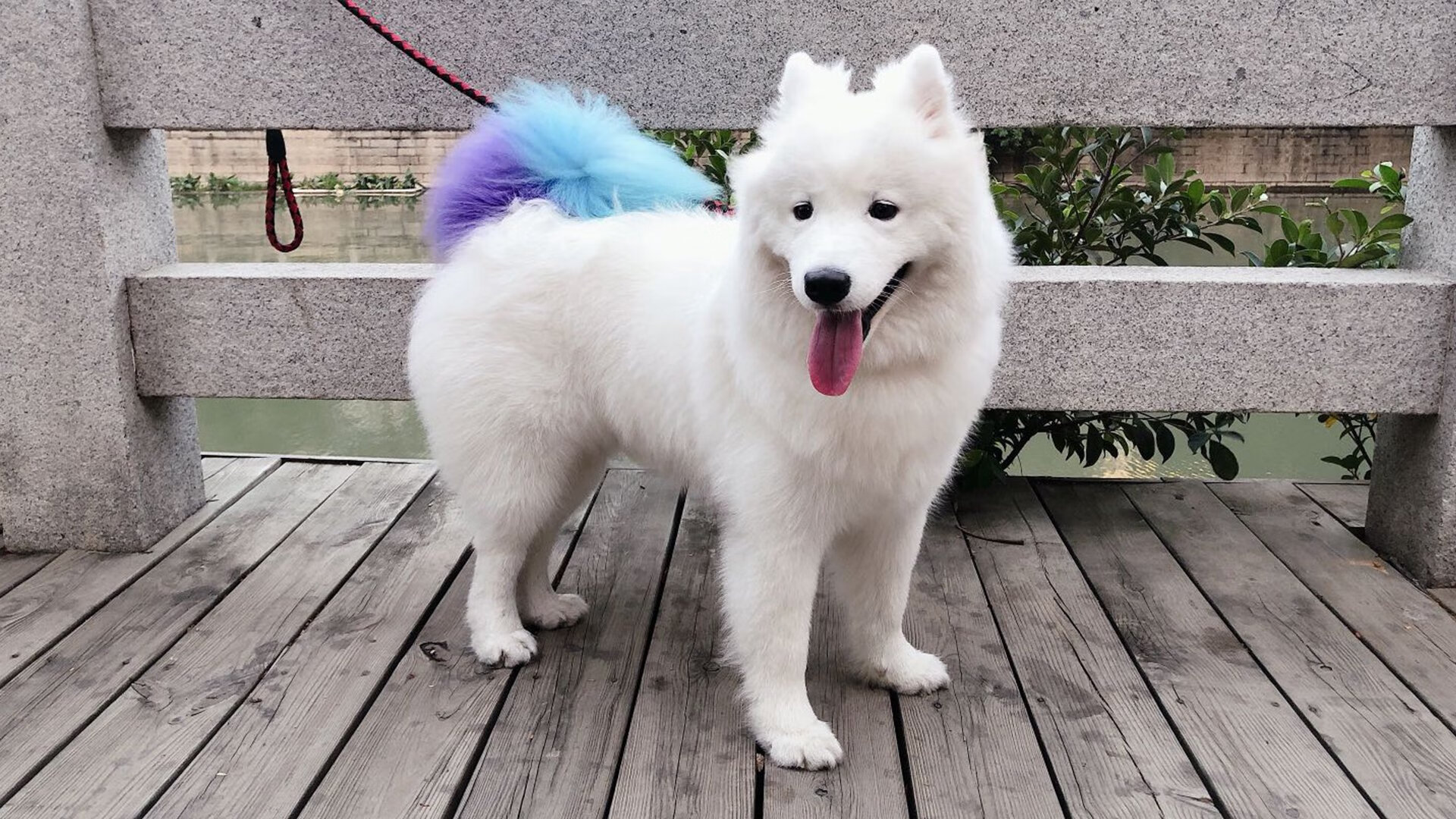 【冠军之路】马克·塞尔比:从逆境中崛起的坚韧精神,马克塞尔比的人生经历